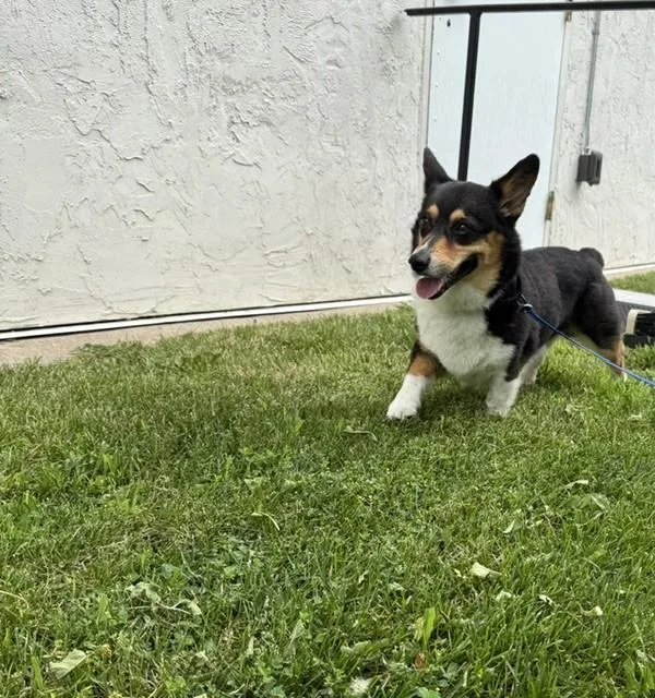 An adult medium-sized male Black Pembroke Welsh Corgi dog named ArloI for adoption in Anoka, MN