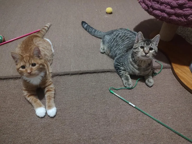 Sally And Augustus thumbnail 4