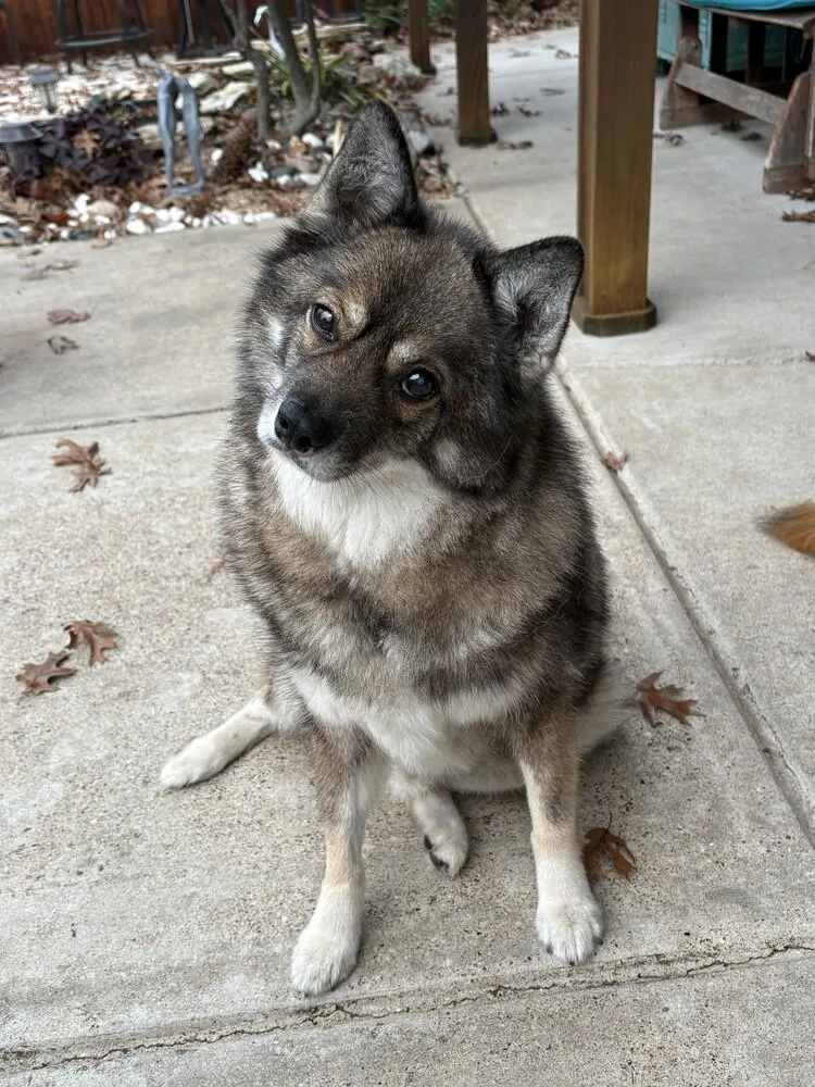 Louie Fka Lobo thumbnail 2