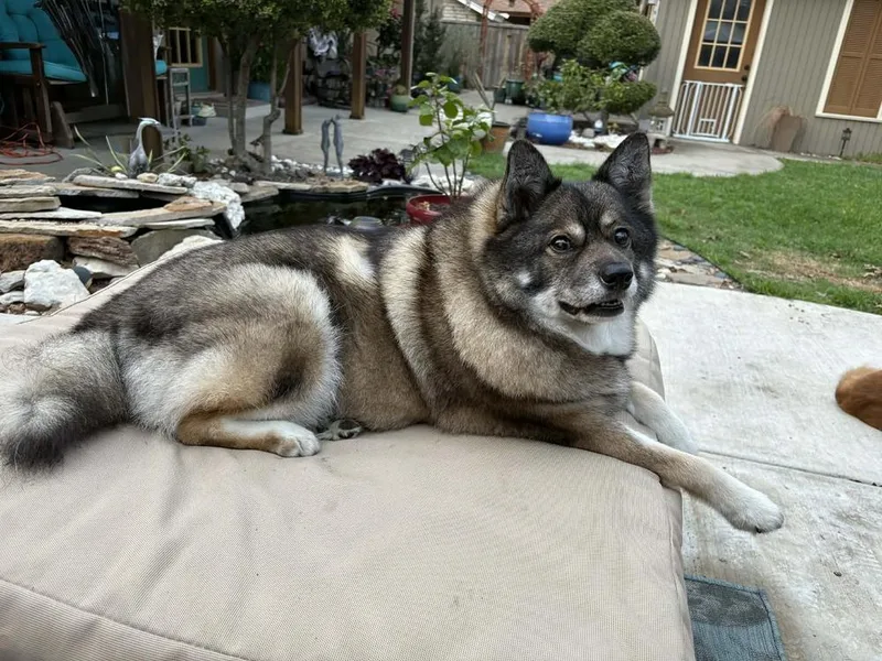 Louie Fka Lobo thumbnail 3