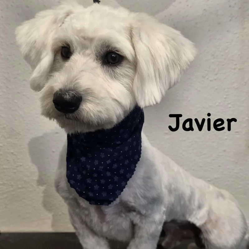 A young small-sized male White / Cream Maltese dog named Javier for adoption in Carrollton, TX