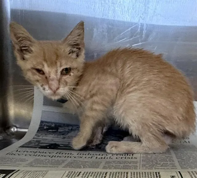 A baby small-sized female Domestic Short Hair cat named Fabiola for adoption in Lancaster, CA