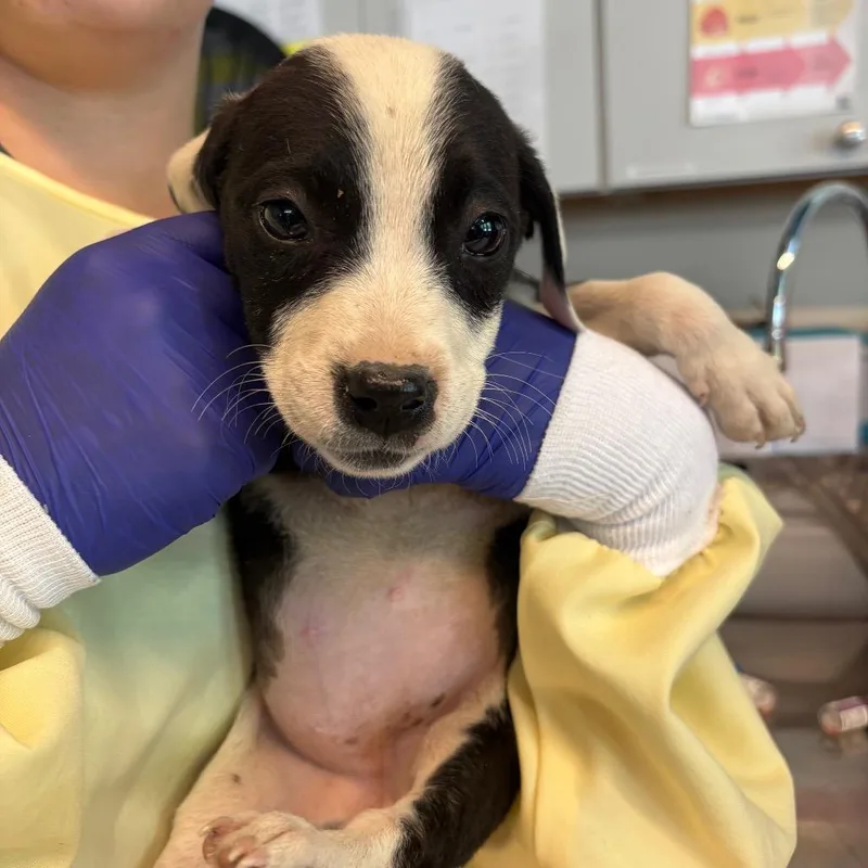 A baby small-sized female Black Mixed Breed dog named Julee for adoption in Huntington, WV