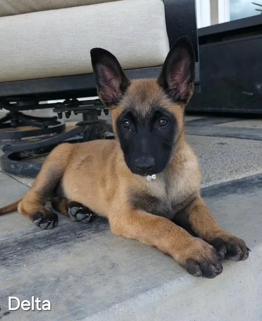 A baby medium-sized female Bicolor Belgian Shepherd / Malinois dog named Delta for adoption in Newport Beach, CA