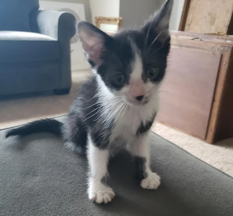 A baby small-sized male American Shorthair cat named Finn for adoption in Plano, TX