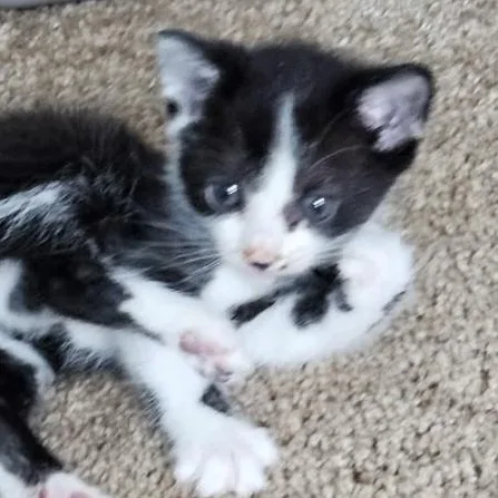 Finn thumbnail 2