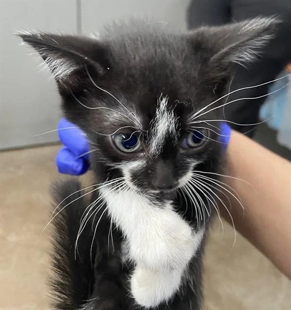 A baby medium-sized female Domestic Short Hair cat named True for adoption in Dallas, TX