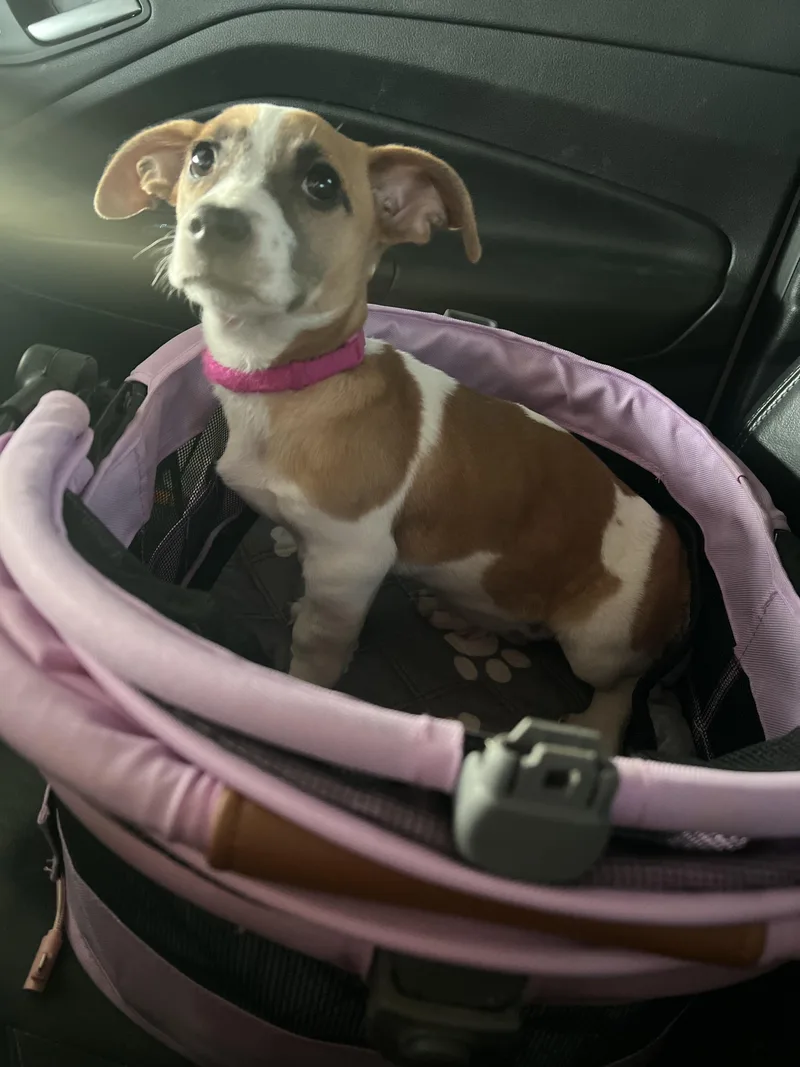 A baby small-sized female Dachshund dog named Maybelline for adoption in Phoenix, AZ