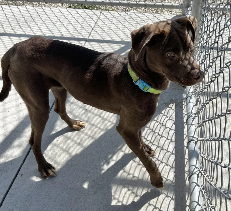 A young medium-sized male Brown / Chocolate Chocolate Labrador Retriever dog named Cedar for adoption in Mason City, IA