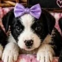A baby small-sized female Black Labrador Retriever dog named Sammy for adoption in Lenoir, NC