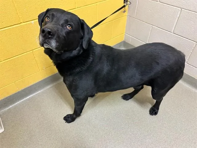 An adult large-sized male Labrador Retriever dog named Samuel Tbone Esquire for adoption in Colorado Springs, CO