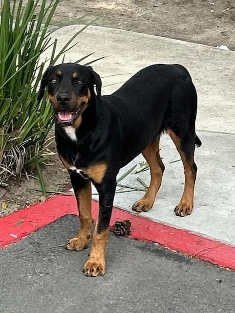 An adult large-sized female Rottweiler dog named Unknown for adoption in Rancho Cucamonga, CA