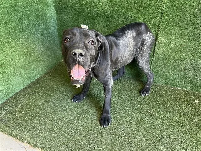 A young large-sized female Cane Corso dog named Patricia for adoption in Lancaster, CA