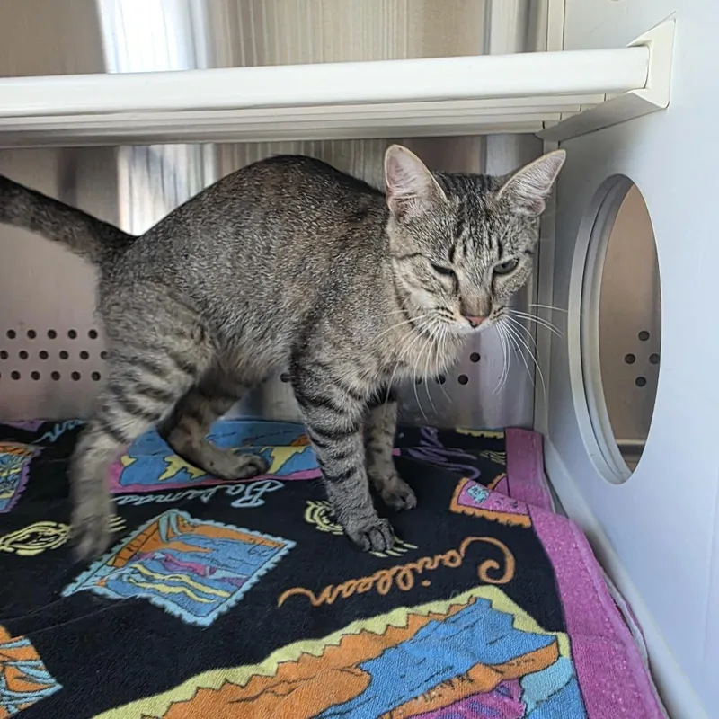 A young medium-sized female Brown / Chocolate Domestic Short Hair cat named Coriander for adoption in Norman, OK