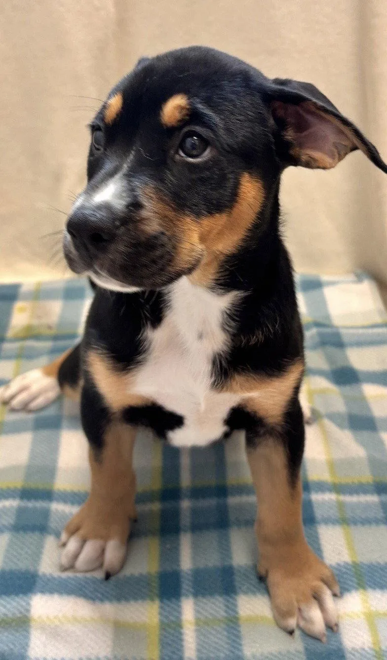 A young medium-sized female Rottweiler dog named Daisy  Months Ava for adoption in Sterling, MA