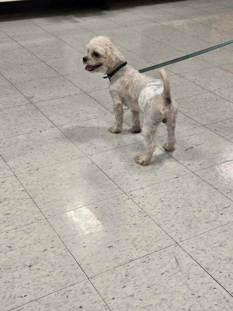 A young small-sized male Lhasa Apso dog named Toggle for adoption in De Pere, WI