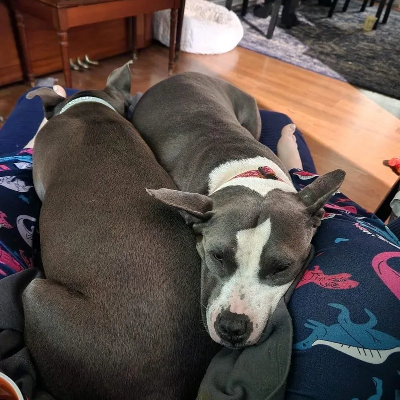 A senior large-sized female Pit Bull Terrier dog named Zuri BP for adoption in Roswell, GA