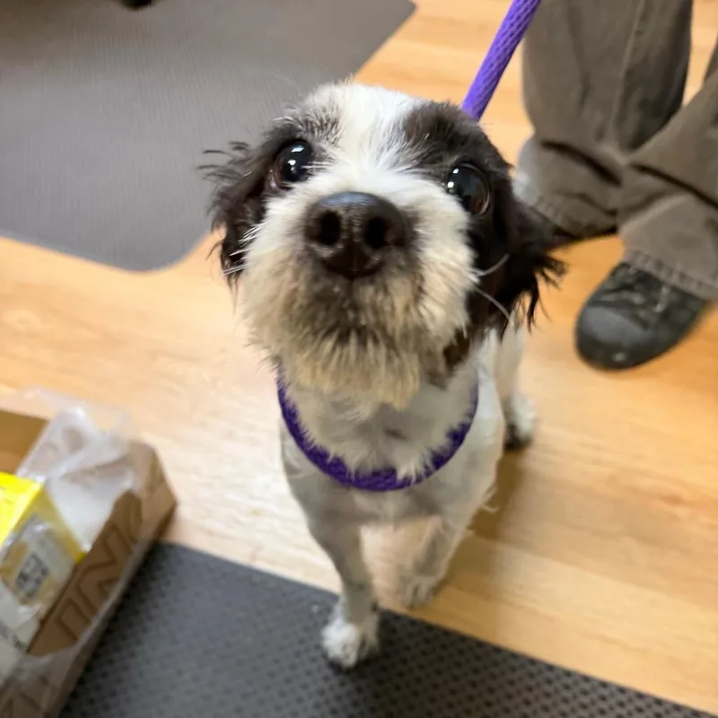A young small-sized female Black Chihuahua dog named Patti CakeAmmonStray for adoption in Idaho Falls, ID