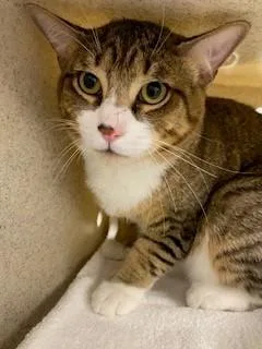 Taz