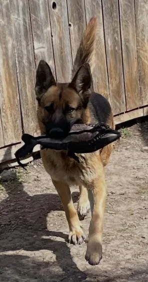 An adult large-sized female German Shepherd Dog dog named Leah for adoption in Dallas, TX