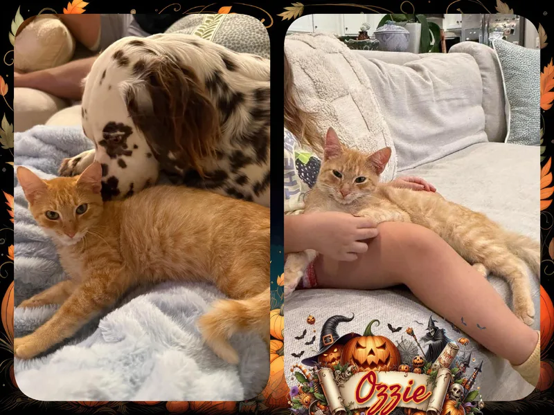 A baby medium-sized male Domestic Short Hair cat named Ozzie for adoption in Corinth, NY