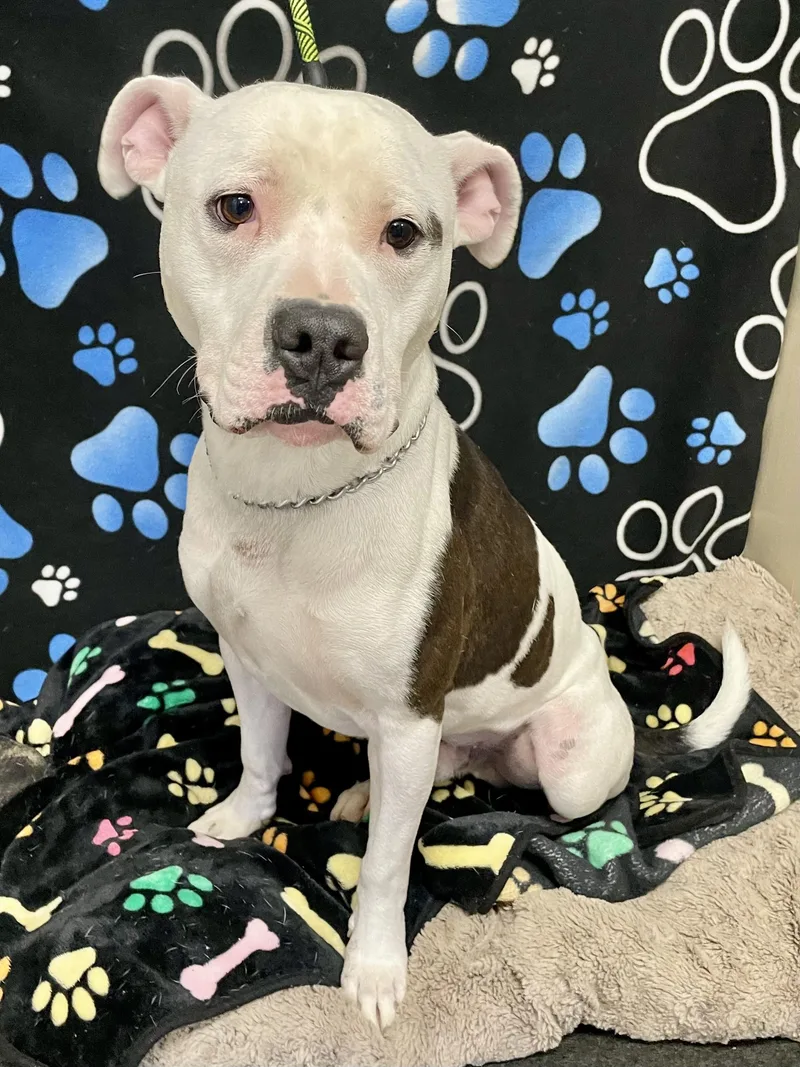 A young medium-sized male White / Cream Pit Bull Terrier dog named Ace for adoption in Washington Court House, OH