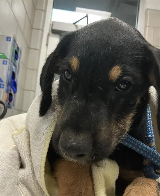 A baby small-sized male Mixed Breed dog named Gabriel for adoption in Dallas, TX