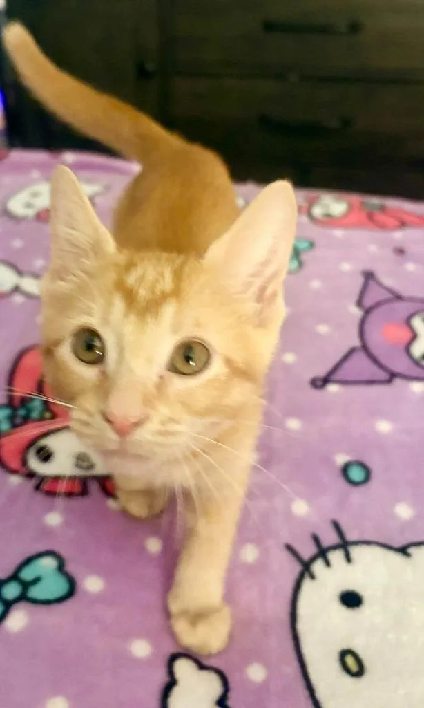 A baby small-sized female Domestic Short Hair cat named Sorrel for adoption in Magnolia, TX