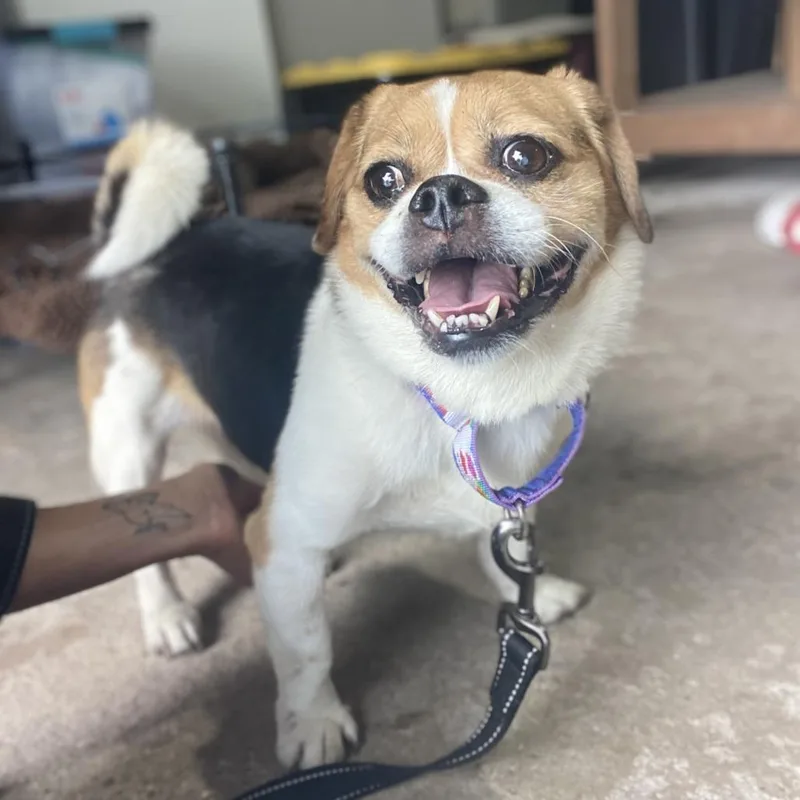 Bella Brava thumbnail 2