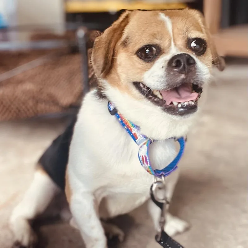 Bella Brava thumbnail 3