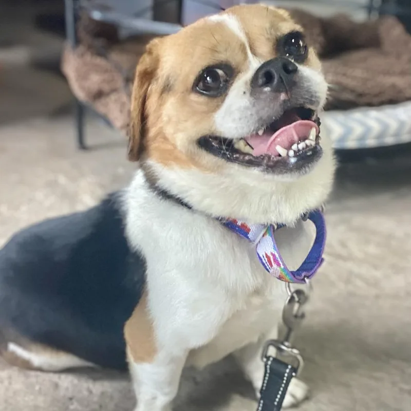 Bella Brava thumbnail 4