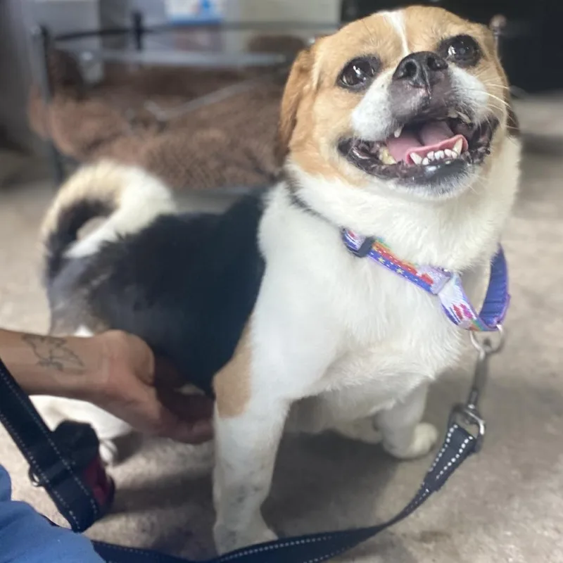 Bella Brava thumbnail 5