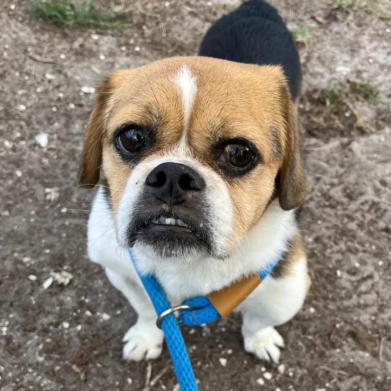 Bella Brava thumbnail 6