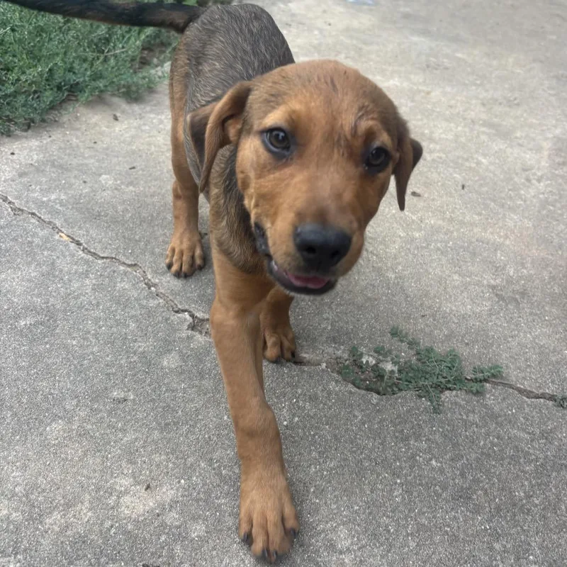 A baby small-sized male Yellow / Tan / Blond / Fawn Mixed Breed dog named Buzz for adoption in Duncan, OK