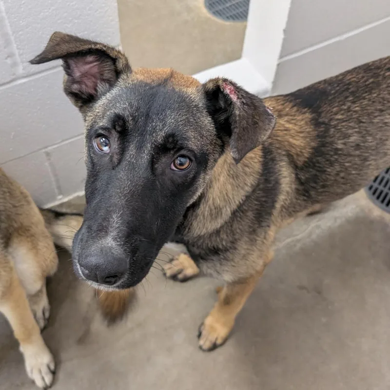 A young medium-sized male Brown / Chocolate German Shepherd Dog dog named Angelo for adoption in Emporia, KS