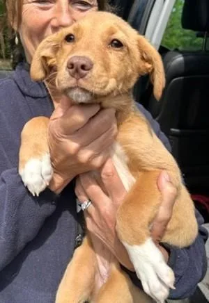 A baby small-sized female Mixed Breed dog named Olive for adoption in Washington, DC