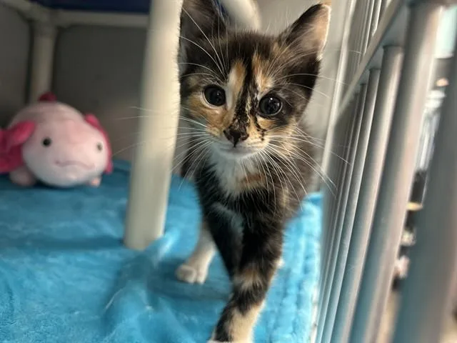A baby small-sized female Domestic Long Hair cat named Knight for adoption in Dallas, TX