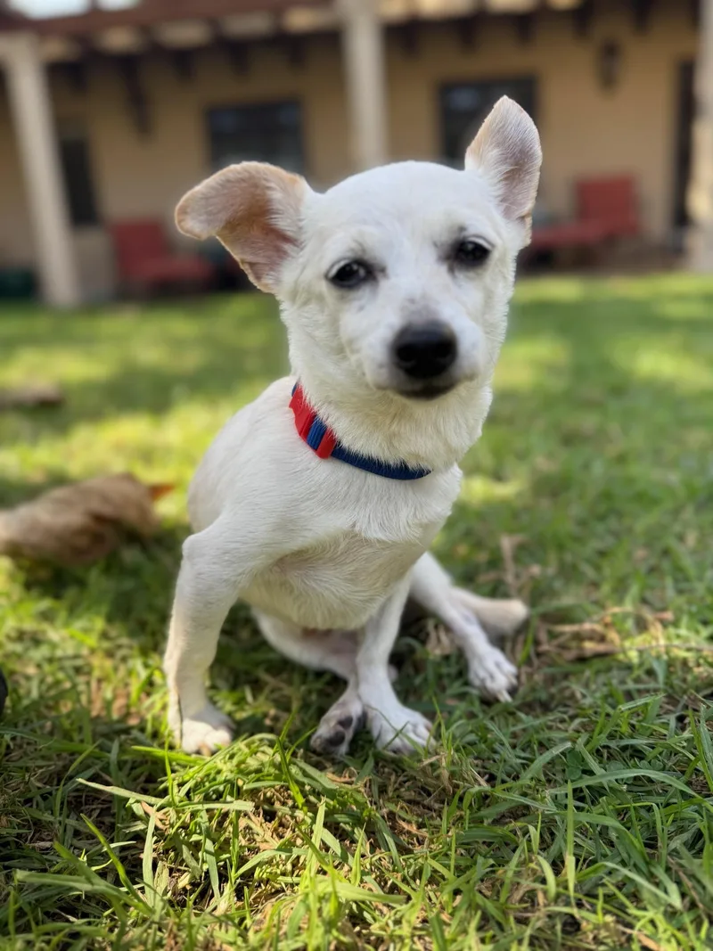 A senior small-sized male White / Cream Chihuahua dog named Leonard the most for adoption in LOS ANGELES, CA