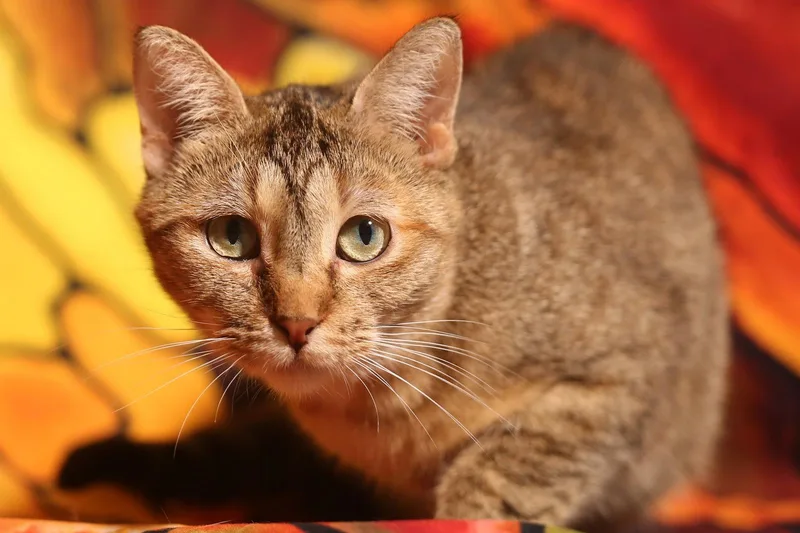 An adult medium-sized female Domestic Short Hair cat named Razia for adoption in New Prague, MN