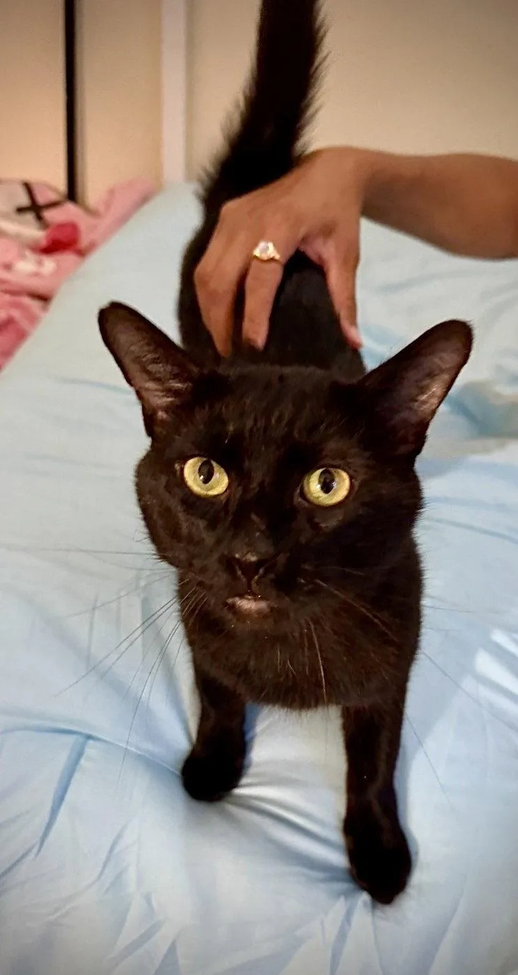 A young medium-sized male Black Domestic Short Hair cat named Ryan Meowsling for adoption in Brooklyn, NY