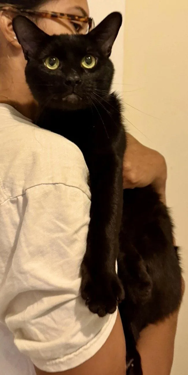 Ryan Meowsling thumbnail 2