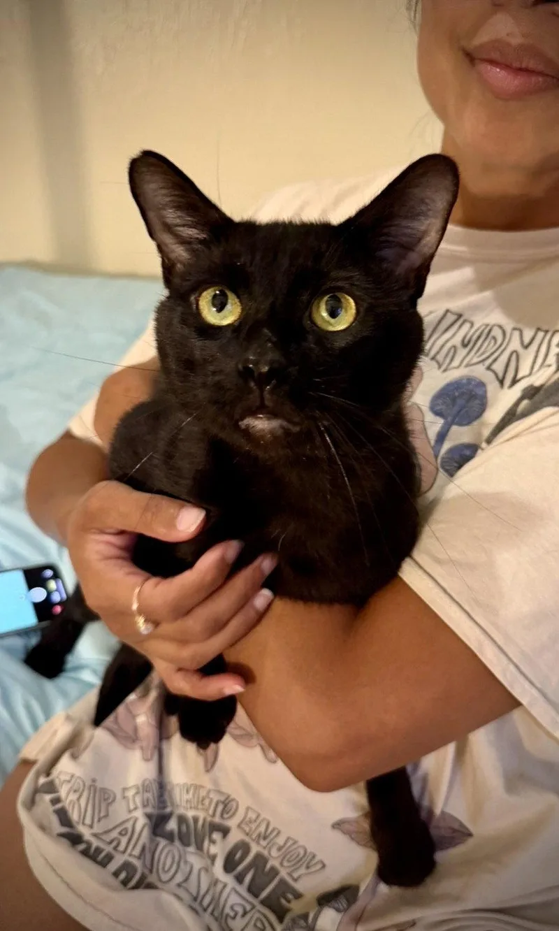 Ryan Meowsling thumbnail 3