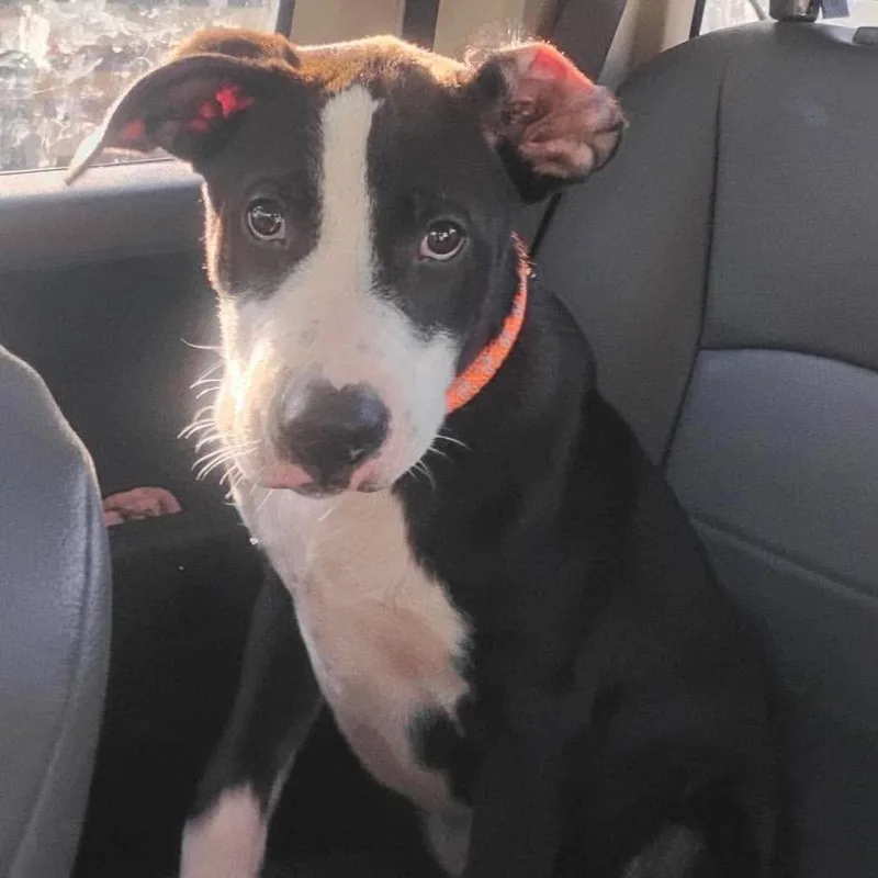 A baby medium-sized male Black Boxer dog named Blake for adoption in Hackett, AR
