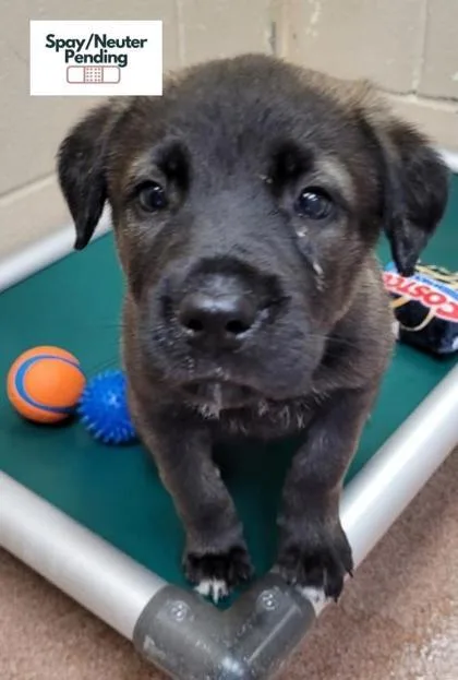 A baby small-sized female Labrador Retriever dog named Taylor for adoption in Kalispell, MT