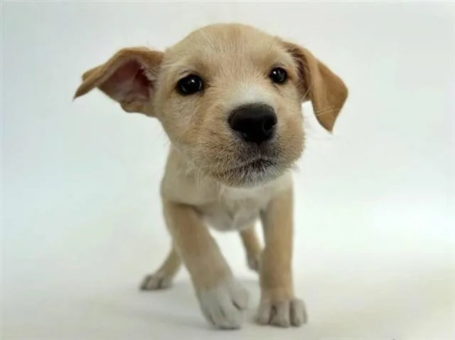 A baby small-sized female Terrier dog named Sweetness for adoption in Saint Louis, MO