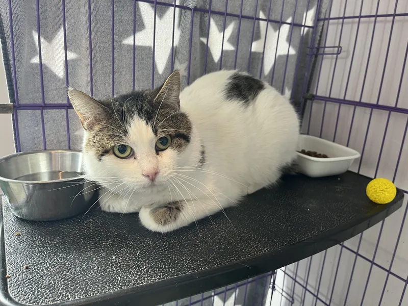 An adult medium-sized male White Domestic Short Hair cat named Fennel for adoption in Salisbury, MA