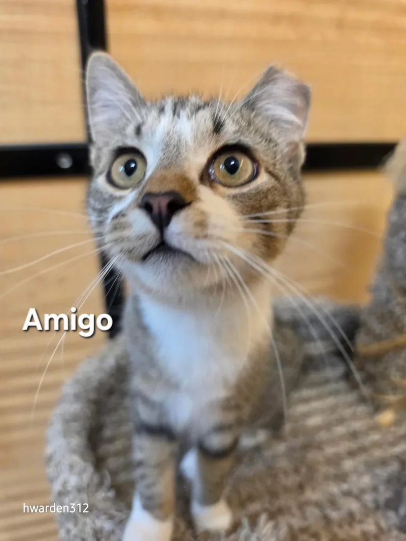 A young medium-sized male Tabby (Brown / Chocolate) Domestic Short Hair cat named Amigo And Chacho for adoption in Temple, PA
