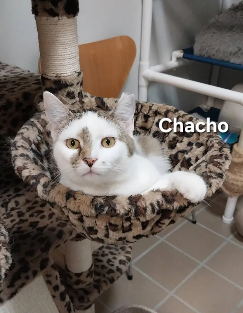 Amigo And Chacho thumbnail 4