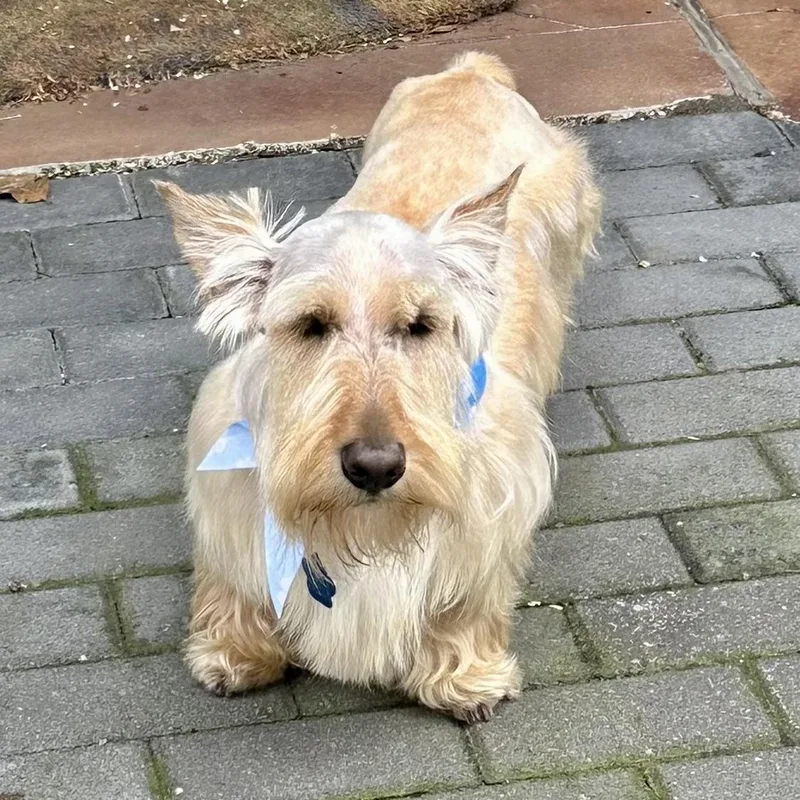 A young small-sized male White / Cream Scottish Terrier dog named Oliver for adoption in Broken Arrow, OK
