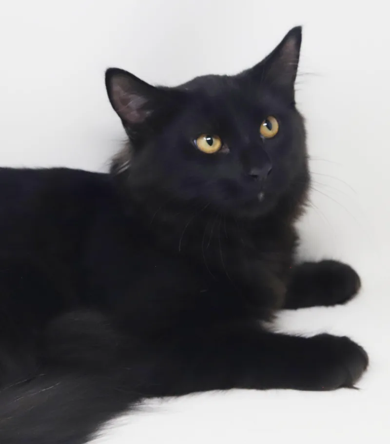 A baby medium-sized male Black Maine Coon cat named Salt is our special for adoption in Bedford Hills, NY